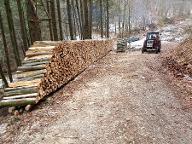 Brennholz Buche, Esche