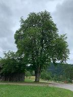 Stehendes Holz Kastanie