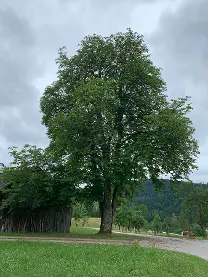 Stehendes Holz Stehendes Holz Kastanie