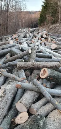 Holzprodukte test