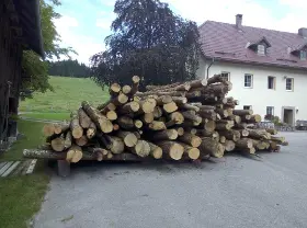 Rundholz Rundholz Esche für Brennholz