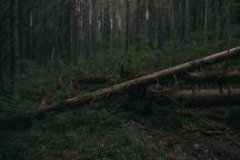 Rundholz Fichte astrein