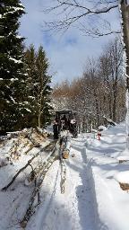 Holzspecht (Umwelt- & Naturschutzdienstleistungen) Großraming