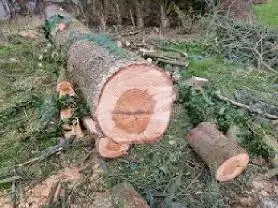 Rundholz Rundholz Zeder