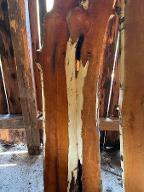 Schnittholz Eibe Großraming