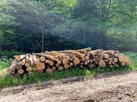 Rundholz Esche trocken