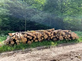 Rundholz Rundholz Esche trocken